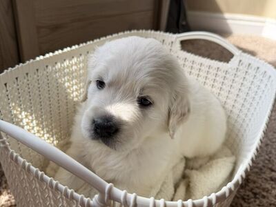 AKC English Cream Golden Retriever puppies