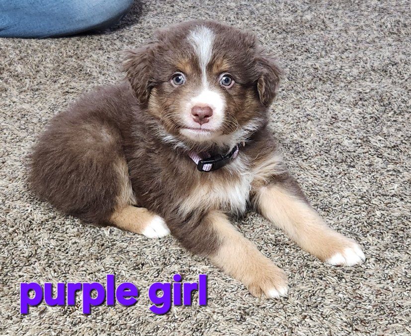 ASDR Registered mini/standard assuie  puppies
