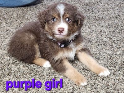 ASDR Registered mini/standard assuie puppies