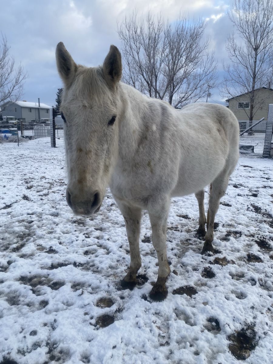 Green Broke Project Horse