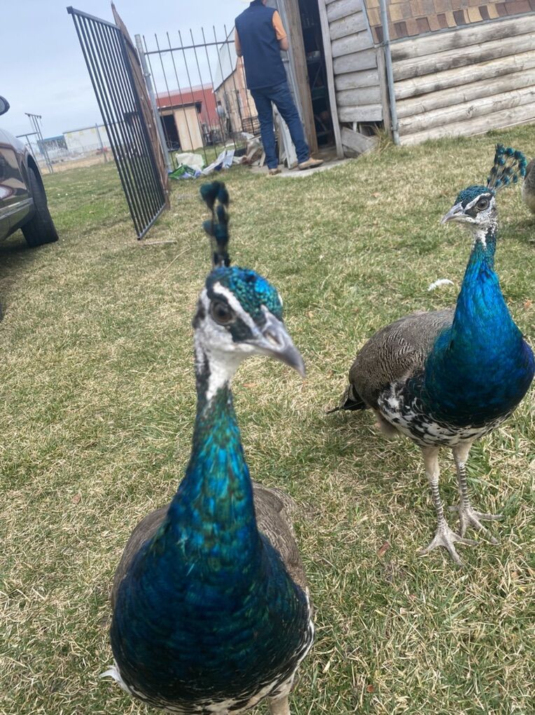 A Perfect Pair Of Peacocks For Sale