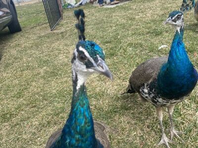 A Perfect Pair Of Peacocks For Sale
