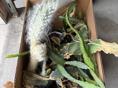 Free cacti