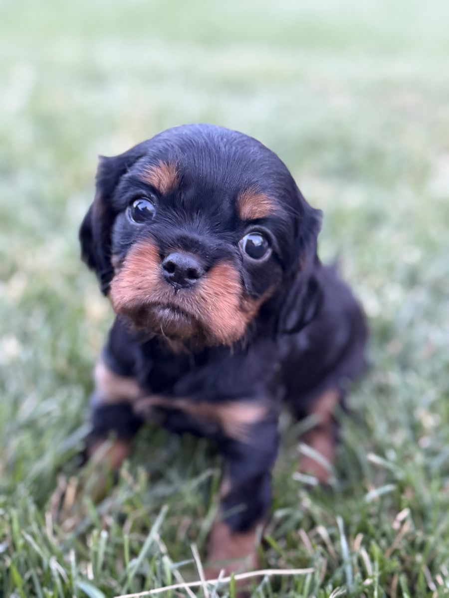 Registered King Charles Cavalier Male