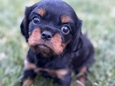 Registered King Charles Cavalier Male