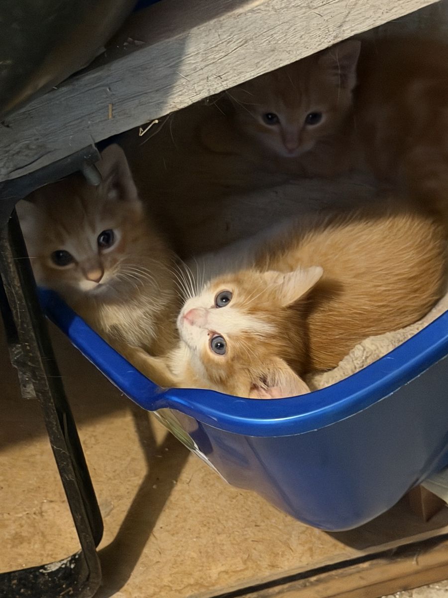 Free 10-Week-Old Kittens - 2 Boys and 2 Girls Available