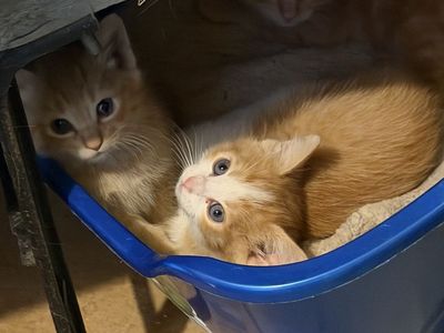 Free 10-Week-Old Kittens - 2 Boys and 2 Girls Available