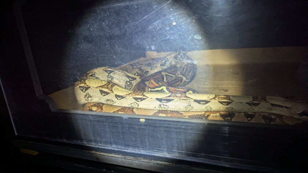 potential boa breeding litters to drop spring