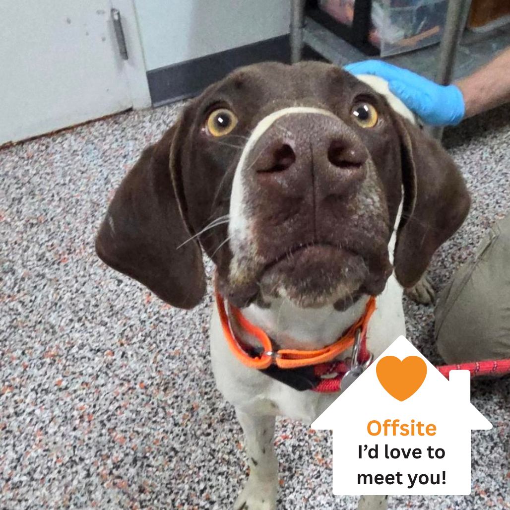 Hello my name is Clyde