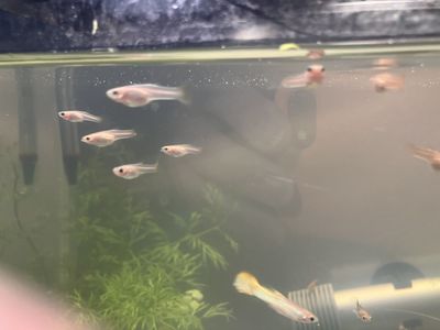 Golden Guppies