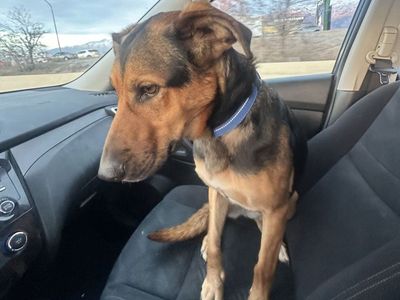 German Sheppard
