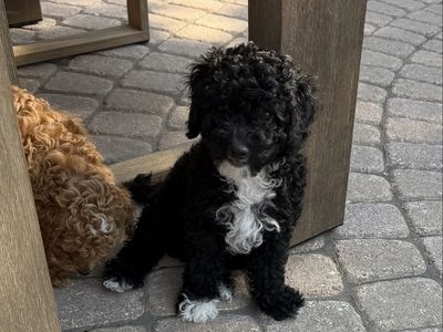 One Mini Male GoldenDoodle left