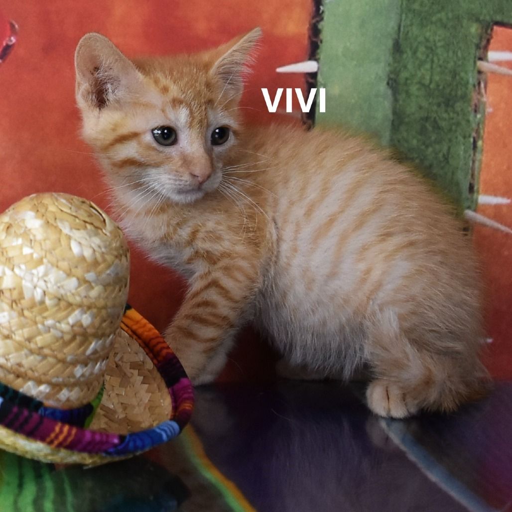 Hello my name is Vivi