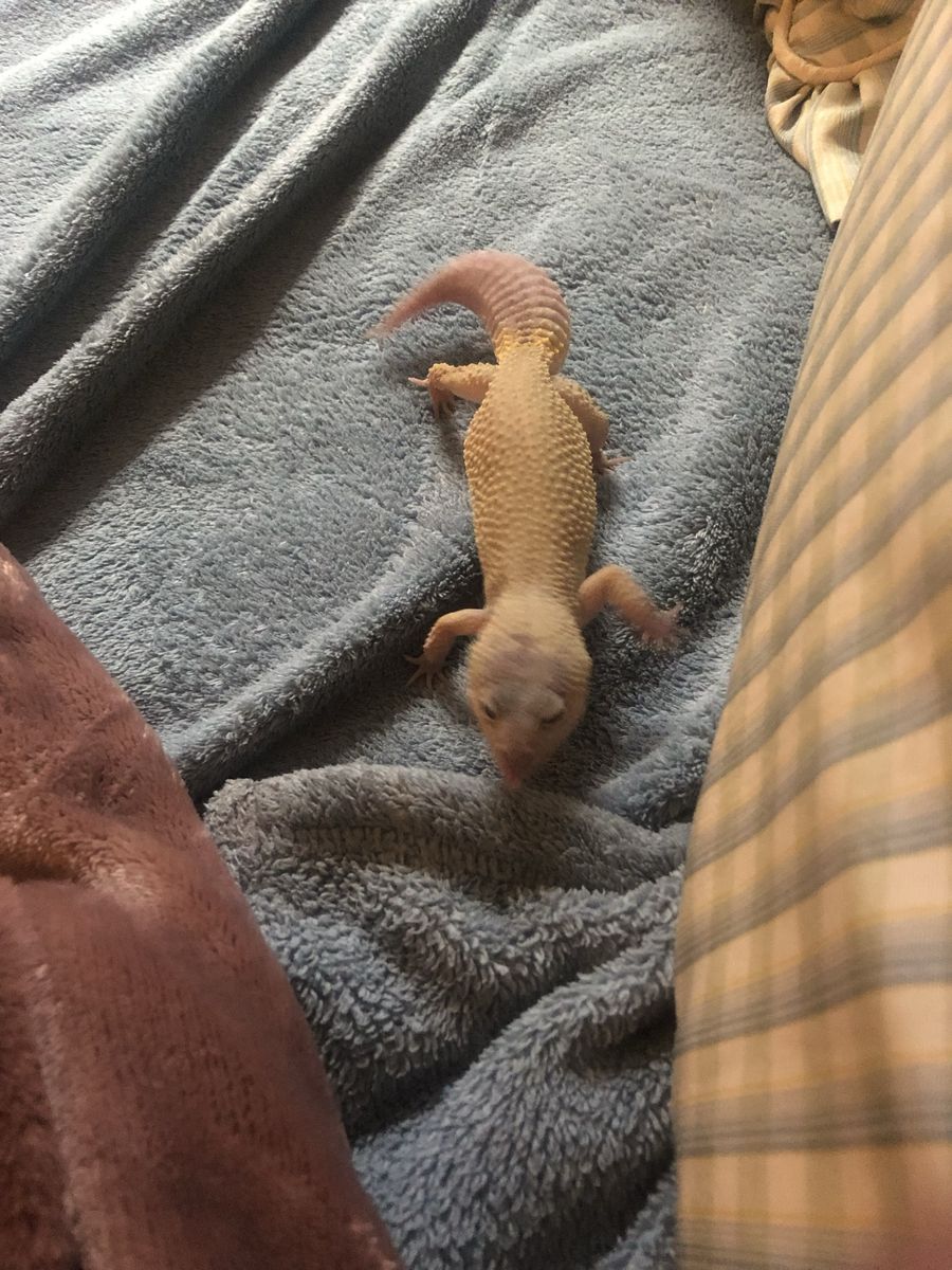 Leopard Gecko