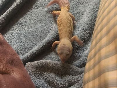 Leopard Gecko