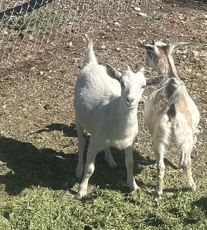Nubian mix doeling