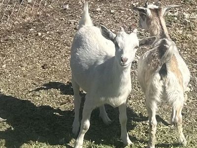 Nubian mix doeling