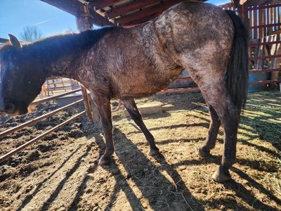 Yearling Roan Filly
