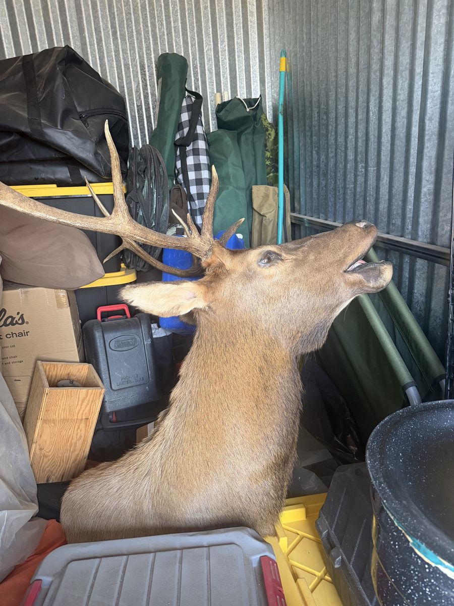 Elk mount small 5 point 