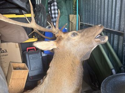 Elk mount small 5 point