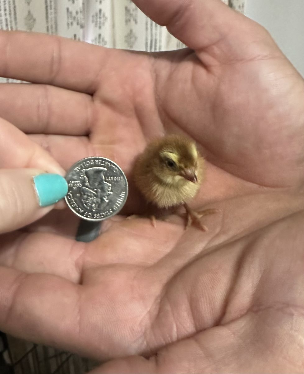 Coturnix Quail Chicks