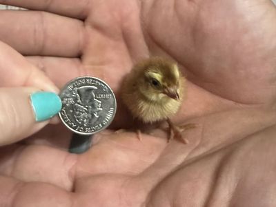 Coturnix Quail Chicks