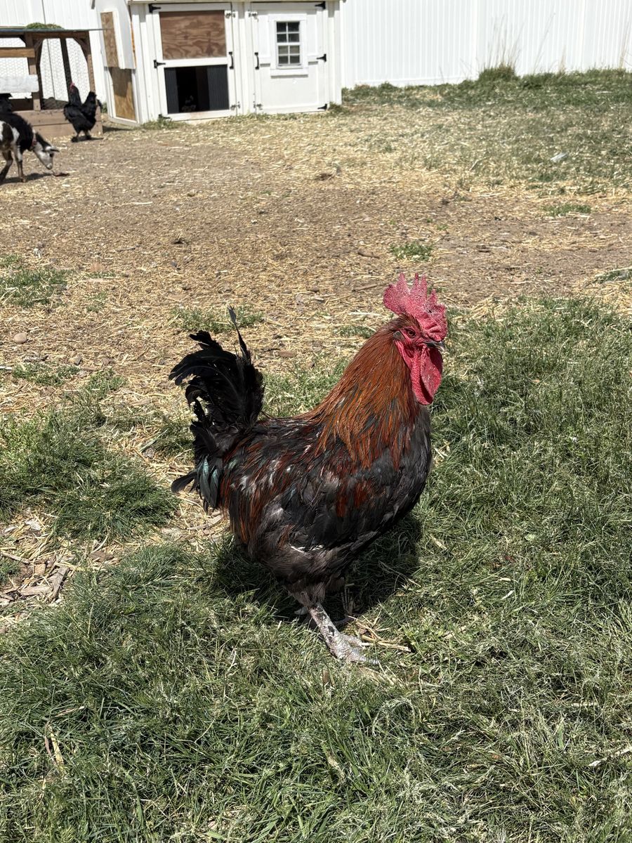 Black copper maran rooster