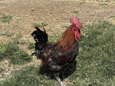 Black copper maran rooster