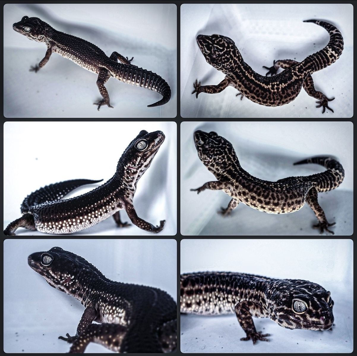 Black Night Leopard Gecko Pair