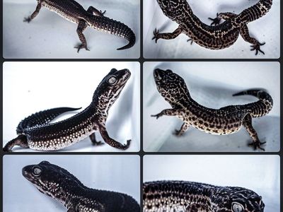 Black Night Leopard Gecko Pair