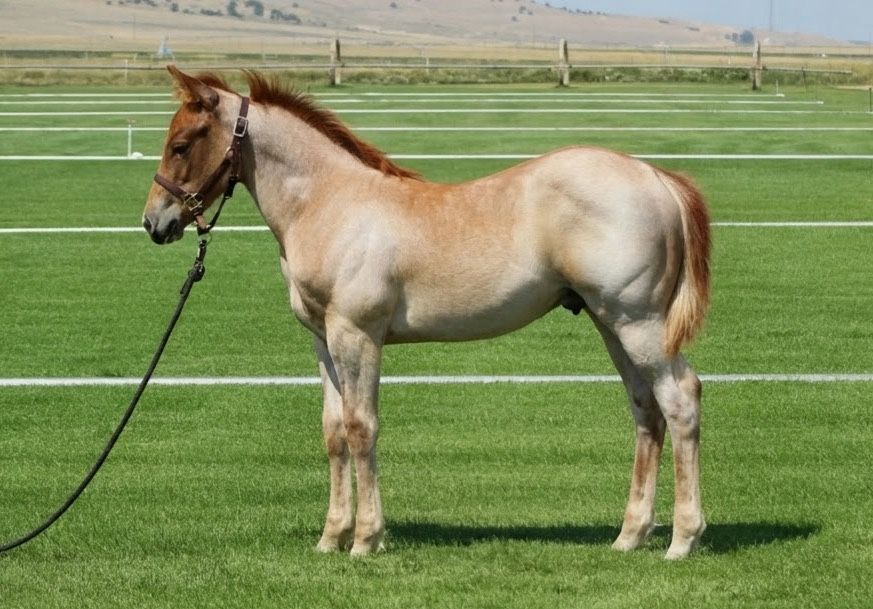 2026 Quarter Horse Cross Colt (Metallic Cat Bloodlines)