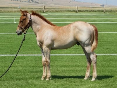 2026 Quarter Horse Cross Colt (Metallic Cat Bloodlines)