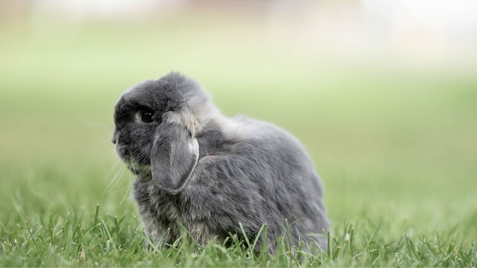 Blue otter Holland Lop bunny Rabbit