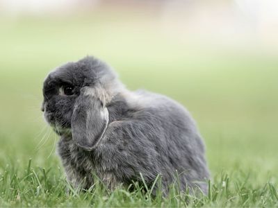 Blue otter Holland Lop bunny Rabbit