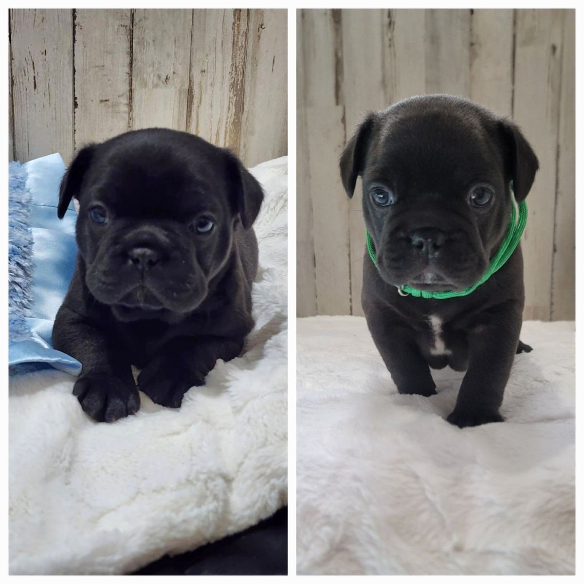 French Bulldog / Boston Terrier cross Frenchtons