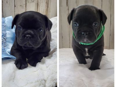 French Bulldog / Boston Terrier cross Frenchtons