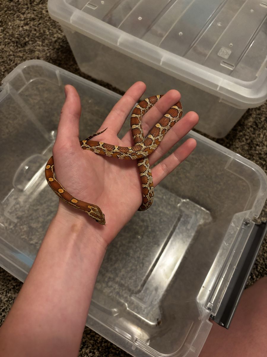 2 Corn Snakes and Supplies