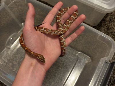 2 Corn Snakes and Supplies