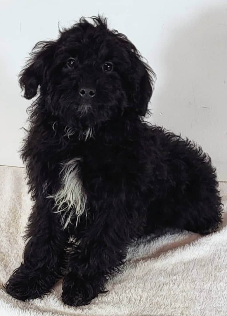 Mini Goldendoodles Boy Ginger - $1500