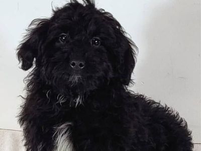 Mini Goldendoodles Boy Ginger - $1500