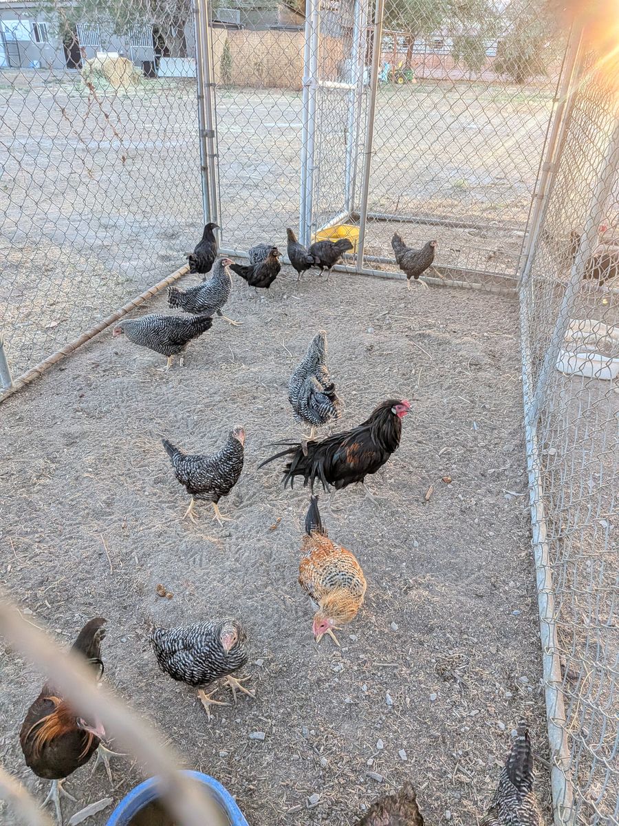 Dry hackle fowl trios  available