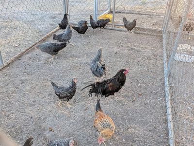 Dry hackle fowl trios available