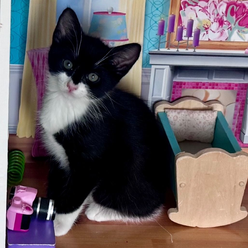 Hello my name is Dover