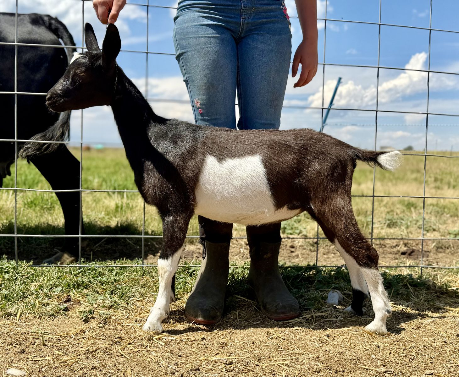 Beautiful ADGA Registered Alpine Dairy Goat