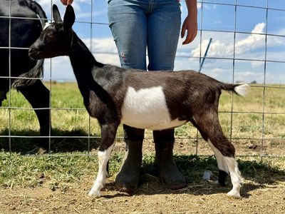 Beautiful ADGA Registered Alpine Dairy Goat