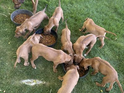 Working/hunting puppy’s for sale