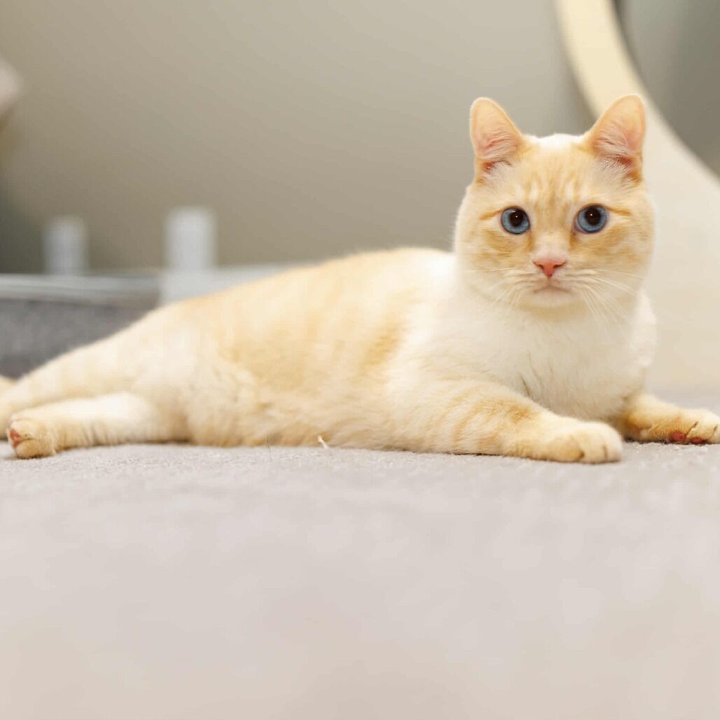 Siamese