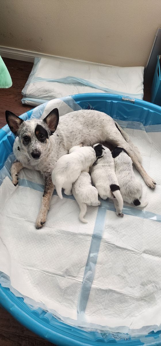 Blue Heeler Pups
