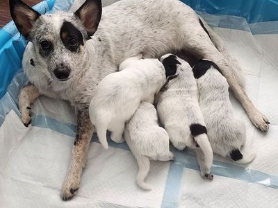 Blue Heeler Pups