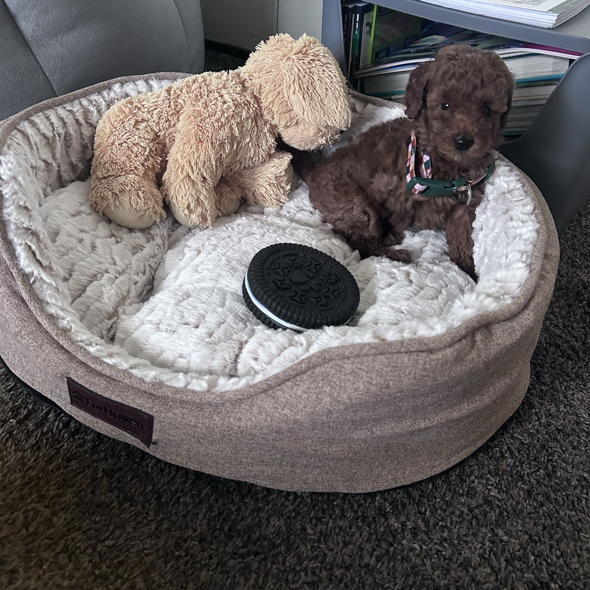 Poodle Puppy for Sale